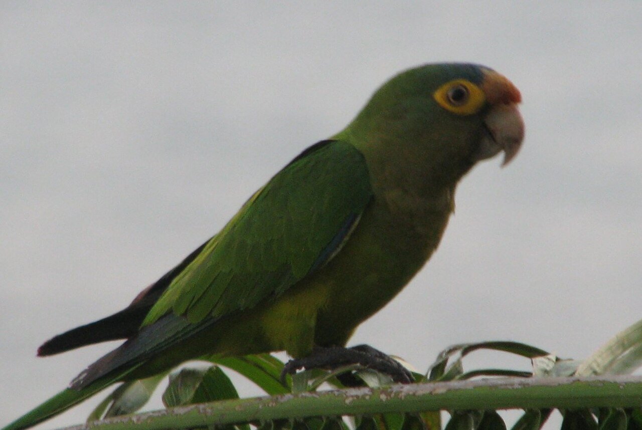 Arenal (La Fortuna)
