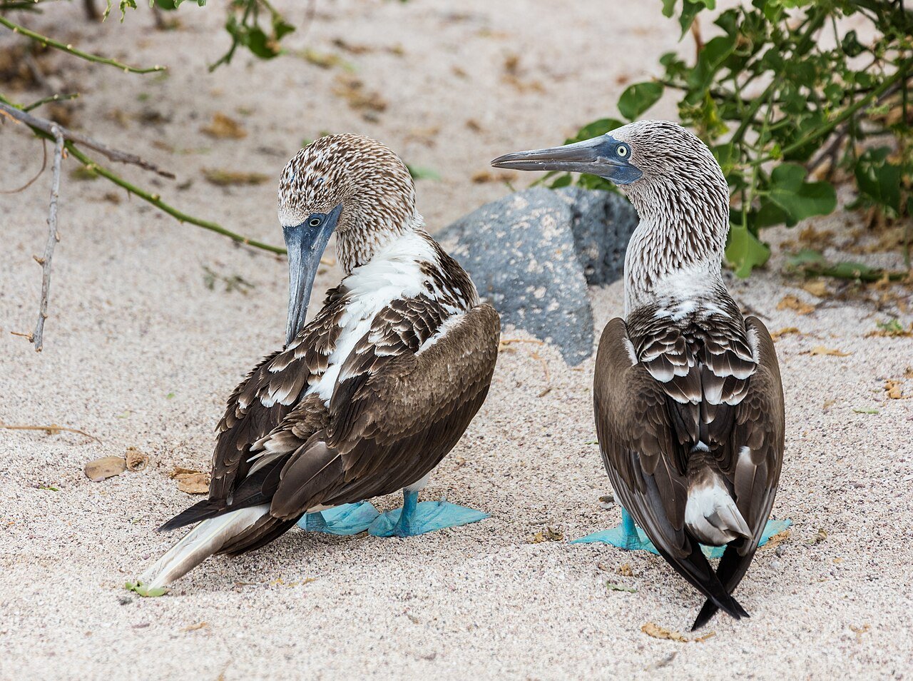 Galápagos Islands (Santa Cruz & San Cristóbal)