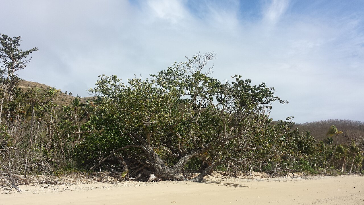 Nadi & Denarau Island