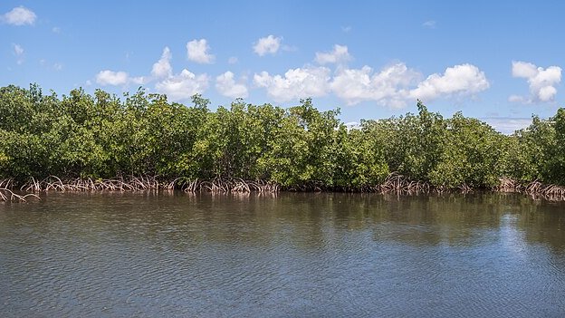 Pointe-à-Pitre (Grande-Terre)