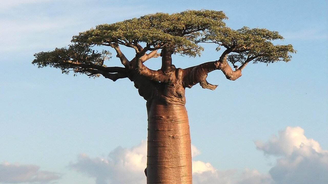 Morondava (Menabe)