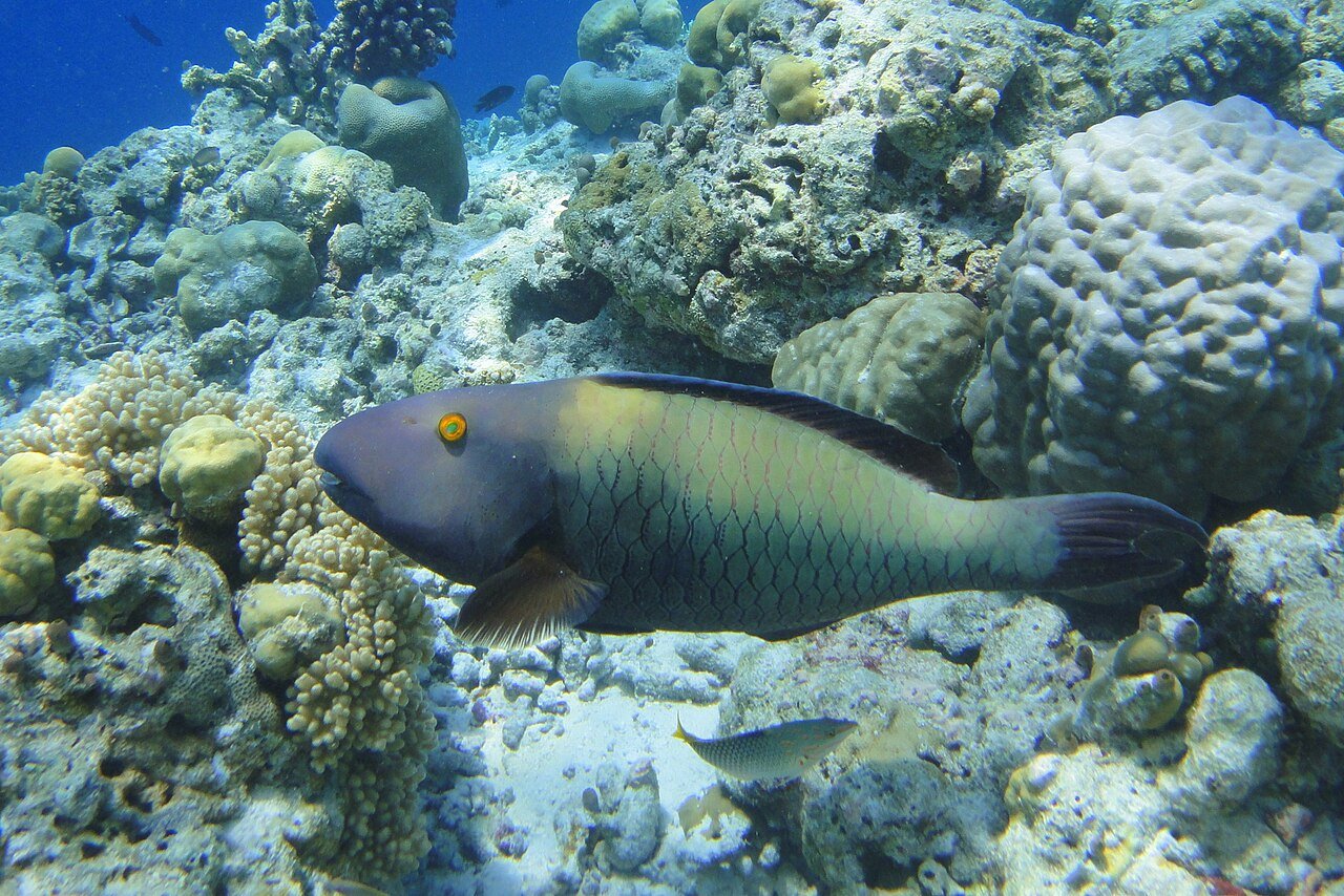 Baa Atoll (UNESCO Biosphere)