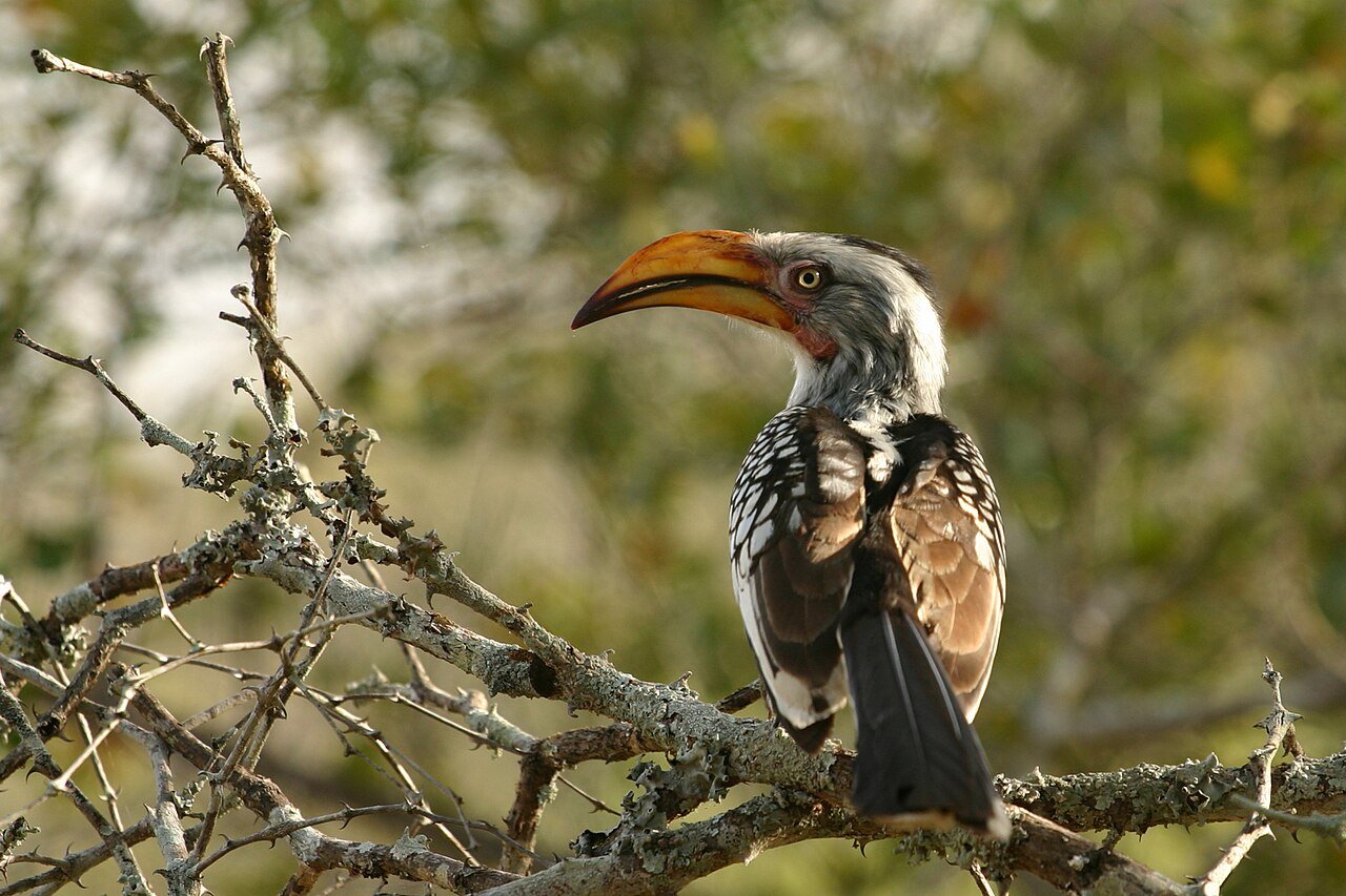 Kruger National Park