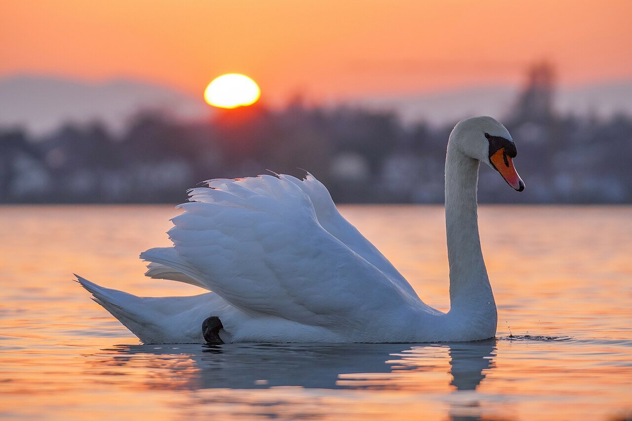 Geneva